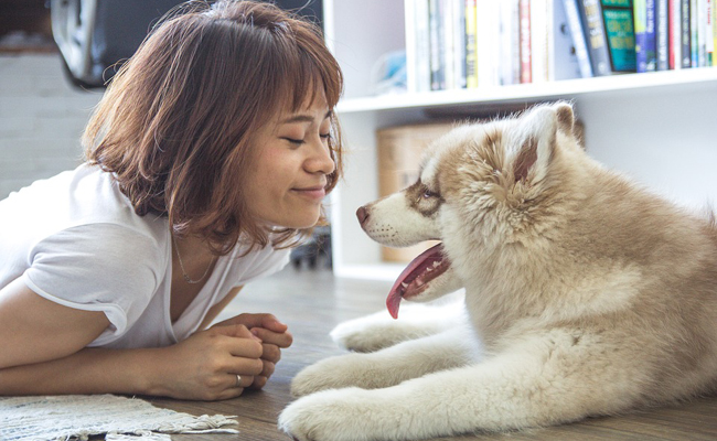 Les maladies transmises à l'homme par le chien