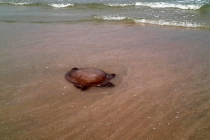 Que faire si on se fait piquer par une méduse ?