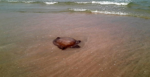 Que faire si on se fait piquer par une méduse ?