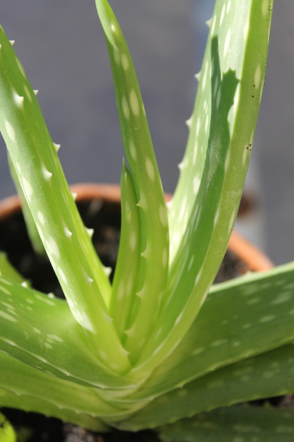 Aloe vera 