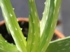 Les vertus thérapeutiques et cosmétiques de l'aloe vera