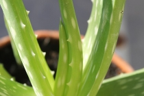 Les vertus thérapeutiques et cosmétiques de l'aloe vera