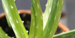 Les vertus thérapeutiques et cosmétiques de l'aloe vera