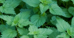 Les E.P.S. ou Extraits de Plantes Standardisées : le pouvoir des plantes