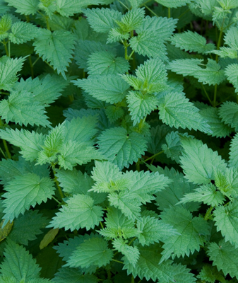 Ortie P.A. en extrait de plantes standardisées