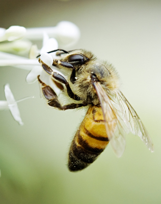 Allergie au pollen